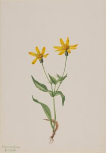 Arnica alpina