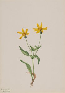Arnica alpina, 1905 door Mary Vaux Walcott