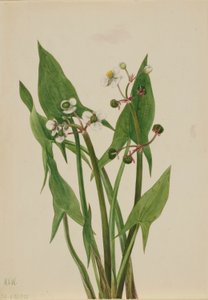 Pijlkruid (Sagittaria cuneata) door Mary Vaux Walcott
