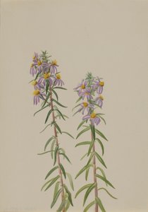 Aster Aster hirariifolius, 1923 door Mary Vaux Walcott