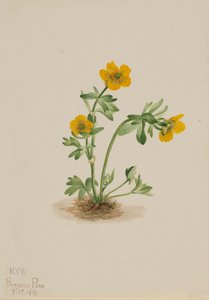 Lawineboterbloem Ranunculus suksdorfii, 1919