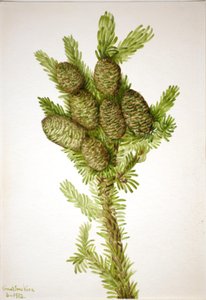 Balsemspar Albies fraseri, 1932