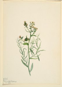 Bastaardklaver (Comandra pallida)