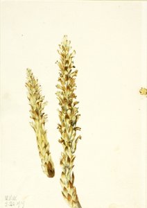 Berenmaïs (Conopholis americana) door Mary Vaux Walcott