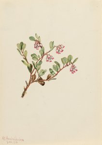 Berendruif (Arctostaphylos uva-ursi) door Mary Vaux Walcott
