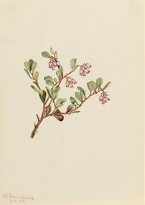 Bearberry Arctostaphylos uva-ursi, 1916