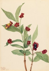Berendruif Kamperfoelie Lonicera involucrata, 1917
