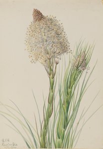 Berengras Xerophyllum tenax, 1924 door Mary Vaux Walcott