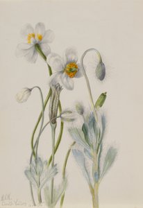 Klaproos (Arctomecon merriami) door Mary Vaux Walcott