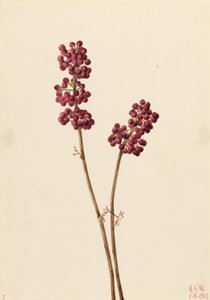 Schoonheidsbes (Callicarpa americana)