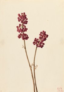 Schoonheidsbes Callicarpa americana, 1923 door Mary Vaux Walcott