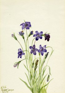Klokjesbloem (Campanula) door Mary Vaux Walcott