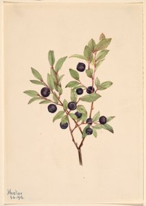 Grote moerbei (Vaccinium membranaceum)