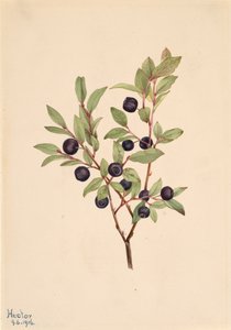 Grote Bosbes Vaccinium membranaceum, 1916