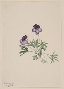 Viooltje (Viola pedata) door Mary Vaux Walcott
