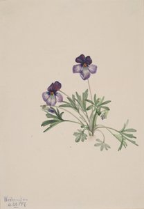 Viooltje Viola pedata, 1917 door Mary Vaux Walcott