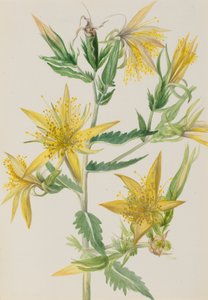 Blazing Star Mentzelia laevicaulis