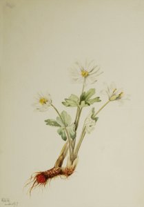 Bloedwortel Sanguinaria canadensis (1917)