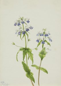 Blauwogige Mary Collinsia verna, 1927 door Mary Vaux Walcott
