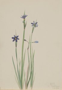Blauwooggras (Sisyrinchium angustifolium)