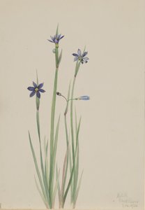 Blauwogig gras Sisyrinchium angustifolium, 1920