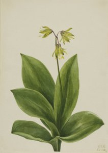 Blauwe kraal (Clintonia borealis) door Mary Vaux Walcott