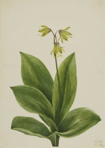 Blauwe kraal Clintonia borealis, 1924 door Mary Vaux Walcott