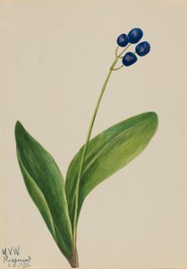 Blauwe Kraal Clintonia borealis, 1932 door Mary Vaux Walcott