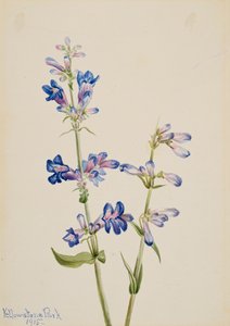Blauwe baardtong Pentstemon, 1915 door Mary Vaux Walcott
