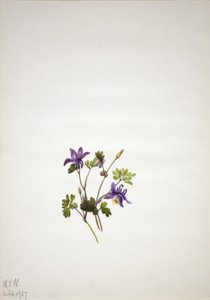 Blauwe akelei (Aquilegia saximontana) door Mary Vaux Walcott