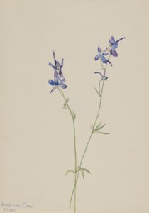 Blauwe ridderspoor (Delphinium nuttallianum) door Mary Vaux Walcott