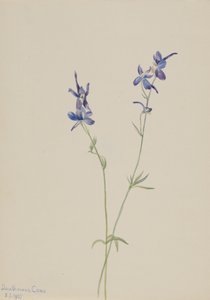 Blauwe Ridderspoor Delphinium nuttallianum