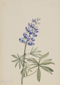 Blauwe Lupine Lupinus argenteus, 1915 door Mary Vaux Walcott