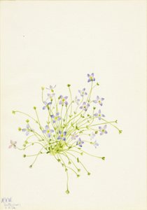 Bluets Houstonia serpyllifolia, 1934 door Mary Vaux Walcott