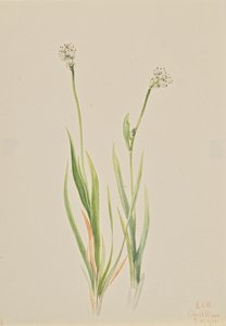 Moeras-Asphodel Tofieldia intermedia, 1920
