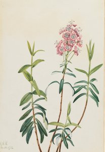 Bog Kalmia Kalmia polifolia, 1922 door Mary Vaux Walcott