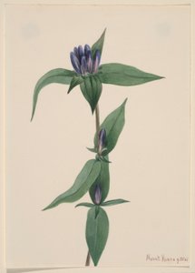 Gentiaan (Gentiana saponaria) door Mary Vaux Walcott