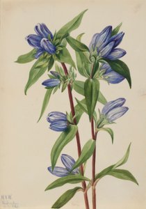 Gentiaan (Gentiana saponaria)