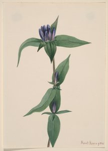 Fles Gentiaan Gentiana saponaria, 1905 door Mary Vaux Walcott