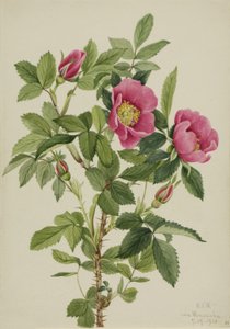 Rozenknop (Rosa bourgeauiana) door Mary Vaux Walcott