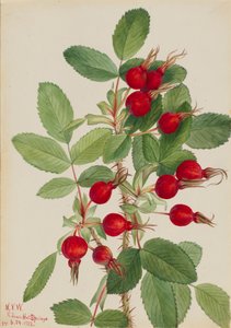 Bourgeau Roos Rosa bourgeauiana, 1923