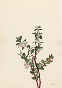Dotterbloem (Gaylussacia brachycera) door Mary Vaux Walcott