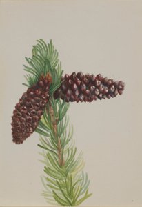 Borstelkegeldennen (Pinus aristata) door Mary Vaux Walcott