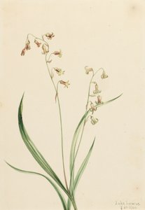 Bronzen Klokken Stenanthium occidentale, 1906