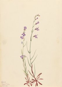 Brook Lobelia (Lobelia kalmii)