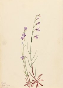 Brook Lobelia