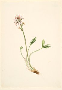 Duizendknoop (Menyanthes trifoliata) door Mary Vaux Walcott