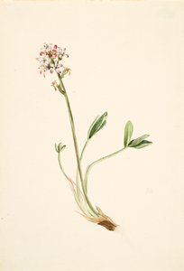 Waterdrieblad Menyanthes trifoliata, ca. 1900-1920