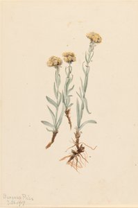Buff Pussytoes Antennaria luzuloides, 1917 door Mary Vaux Walcott