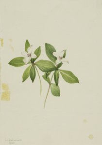 Rode bosbes (Cornus canadensis)